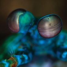 Album cover for Amasia: Anamibia Sessions 2 by Melvin Gibbs